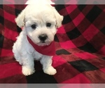 Small Photo #8 Poodle (Toy) Puppy For Sale in SAFFORD, AZ, USA