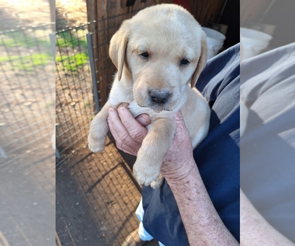 Medium Photo #15 Labrador Retriever Puppy For Sale in GAFFNEY, SC, USA