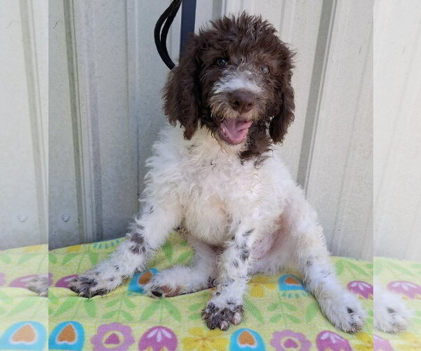 Medium Photo #1 Poodle (Standard)-Unknown Mix Puppy For Sale in Mountain View, MO, USA
