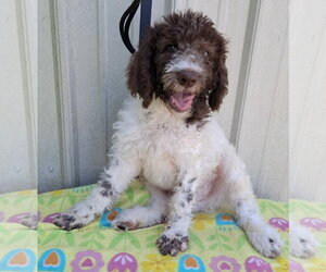 Poodle (Standard)-Unknown Mix Dogs for adoption in Mountain View, MO, USA