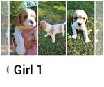 Small Photo #11 Cavalier King Charles Spaniel Puppy For Sale in STILWELL, OK, USA