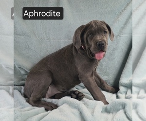 Cane Corso Puppy for Sale in MINERAL WELLS, West Virginia USA