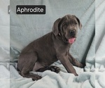 Image preview for Ad Listing. Nickname: Aphrodite