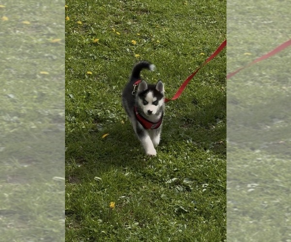 Medium Photo #5 Pomsky Puppy For Sale in VENUS, PA, USA