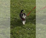 Small #4 Pomsky