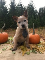 Australian Cattle Dog Puppy for sale in BONNERS FERRY, ID, USA