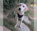 Small #3 Labrador Retriever Mix