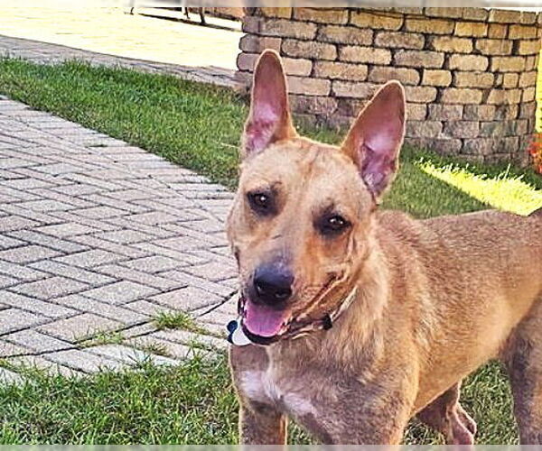 Medium Photo #1 Labrador Retriever-Unknown Mix Puppy For Sale in Plainfield, IL, USA