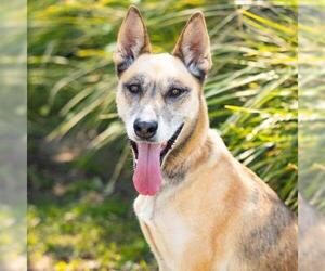*TRULY - Female German Shepherd Dog Dog for Adoption - Photo #2