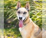 Small #1 German Shepherd Dog