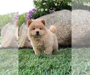 Chow Chow Puppy for sale in OLIVENHAIN, CA, USA
