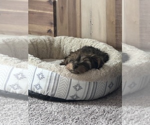 Dorkie Puppy for sale in LIVONIA, MI, USA