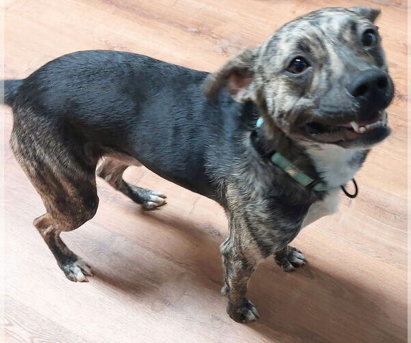 Medium Photo #3 Mountain Cur-Unknown Mix Puppy For Sale in Boston, MA, USA