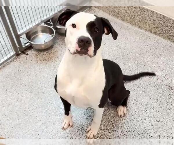 Medium Photo #2 American Pit Bull Terrier Puppy For Sale in Houston, TX, USA