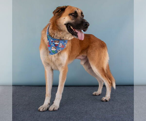 Medium Photo #2 Anatolian Shepherd-Unknown Mix Puppy For Sale in Pasadena, CA, USA