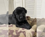 Small Photo #4 Labrador Retriever Puppy For Sale in MADISON, NC, USA