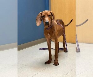 Redbone Coonhound Dogs for adoption in Roaring River, NC, USA