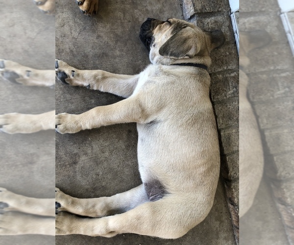 Medium Photo #3 Bullmastiff-Cane Corso Mix Puppy For Sale in KILLEEN, TX, USA