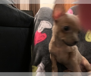 Chihuahua Puppy for sale in ENGLEWOOD, OH, USA