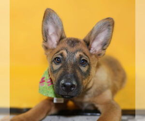 Australian Shepherd-Unknown Mix Dogs for adoption in Fort Collins, CO, USA