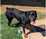 Small #1 Rottweiler Mix