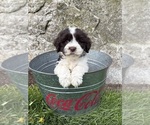 Small #4 Havanese