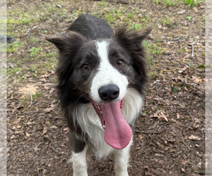 Father of the Border Collie puppies born on 06/25/2025