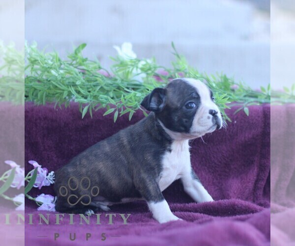 Medium Photo #4 Boston Terrier Puppy For Sale in PORT ROYAL, PA, USA