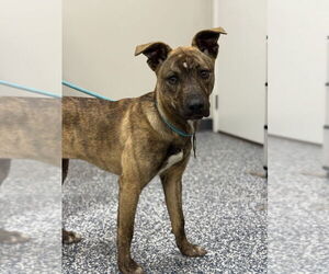 Mutt Dogs for adoption in Bemidji, MN, USA