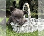 Small #1 French Bulldog