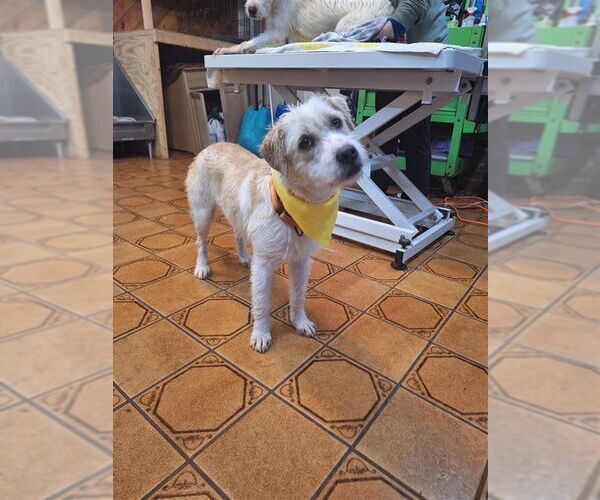 Medium Photo #4 Mutt Puppy For Sale in Gloversville, NY, USA