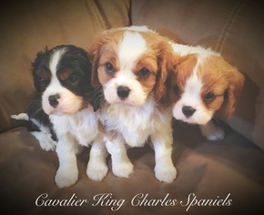 Cavalier King Charles Spaniel Puppy for sale in MEDINA, OH, USA