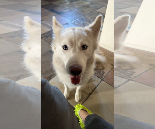 Medium Photo #1 Siberian Husky-Unknown Mix Puppy For Sale in Chandler, AZ, USA