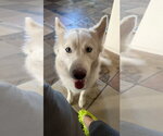 SUKI #4 - Female Siberian Husky-Unknown Mix Dog for Adoption - Small photo
