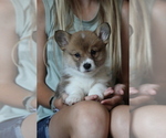Small #7 Pembroke Welsh Corgi