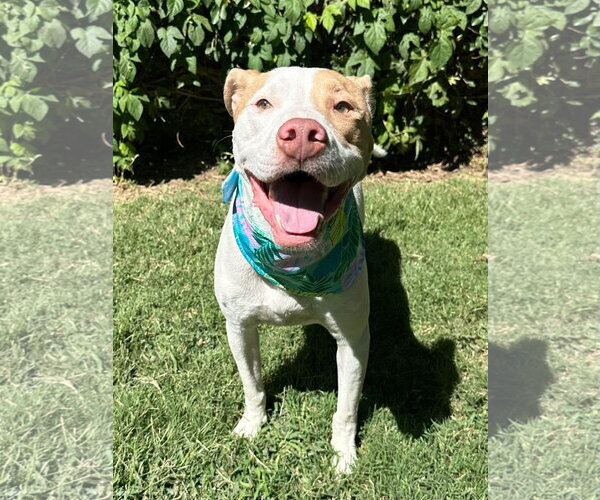 Medium Photo #11 American Pit Bull Terrier-Unknown Mix Puppy For Sale in Redlands, CA, USA