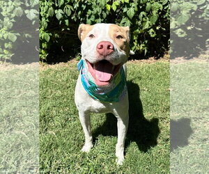 Kirby - Male American Pit Bull Terrier-Unknown Mix Dog for Adoption - Photo #11
