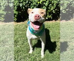 Small Photo #11 American Pit Bull Terrier-Unknown Mix Puppy For Sale in Redlands, CA, USA