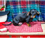 Small Photo #44 Dachshund Puppy For Sale in WAKARUSA, IN, USA