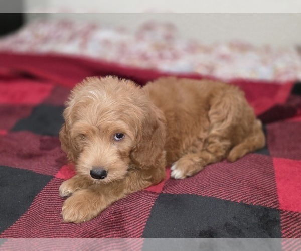 Medium Photo #22 Goldendoodle Puppy For Sale in DUBLIN, TX, USA
