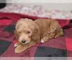 Small #21 Goldendoodle