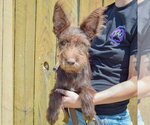 Small #2 Mutt