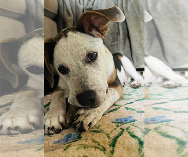 Medium Photo #13 Mutt Puppy For Sale in Holly Springs, NC, USA