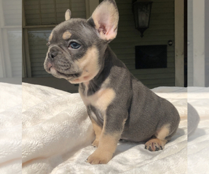 French Bulldog Puppy for sale in GRETNA, LA, USA