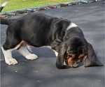 Small #4 Basset Hound