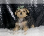 Small #5 Morkie