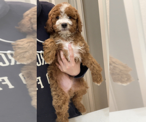 Cavapoo Puppy for sale in IRVINE, CA, USA