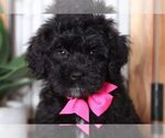 Small Photo #2 Bernedoodle Puppy For Sale in NAPLES, FL, USA