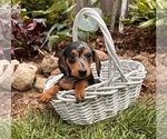 Small #4 Dachshund