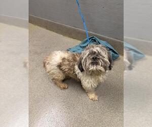 Shih Tzu-Unknown Mix Dogs for adoption in Las Vegas, NV, USA